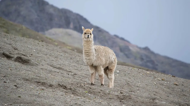 Llama