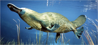 Ornitorrinco Platypus Duck Billed