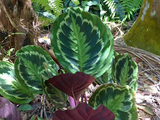 Calathea roseopicta médaillon