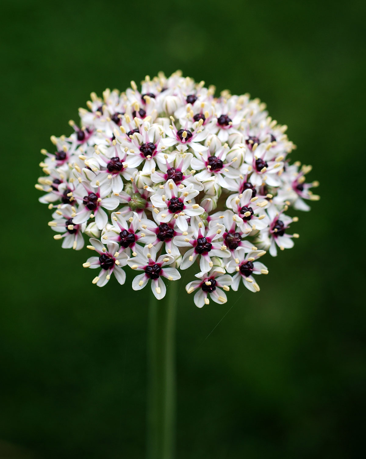 Campi di fiori più belli del mondo Zingarate com - immagini dei fiori più belli del mondo