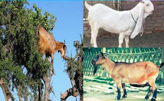 Goats-Cattle-The-Best-Domesticating-Cattle