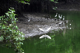 Previously home to commercial prawn farms, the reserve is now a hotspot for migratory birds.