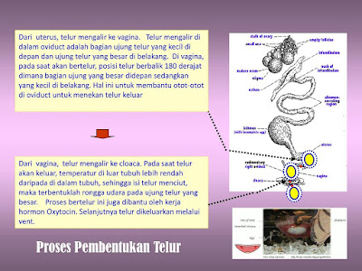 proses pembentukan telur