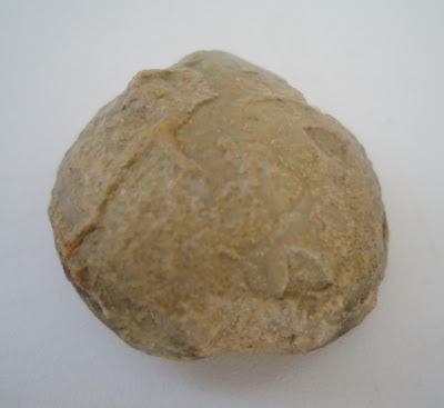 Fossil Tortoise/Turtle egg 