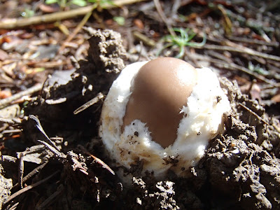 grzyby na Orawie, grzyby w lipcu, grzyby 2016, borowik szlachetny Boletus edulis, borowik ceglastopory Boletus luridoformis, muchomor mglajarka Amanita vaginata, muchomor czerwonawy Amanita rubescens, kolczakówka niebieskawa Hydnellum caeruleum