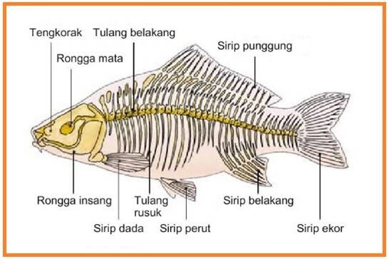 Pengenalan Terhadap Ikan 