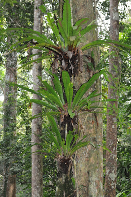 Bird's-nest Ferns (Asplenium sp.)