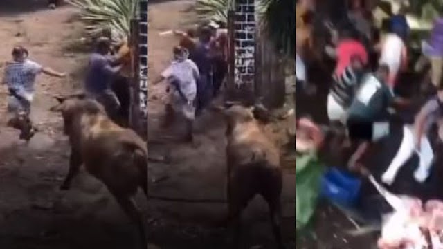 Caminhão carregado com gado tomba e moradores retiram carne dos animais mortos na Bahia
