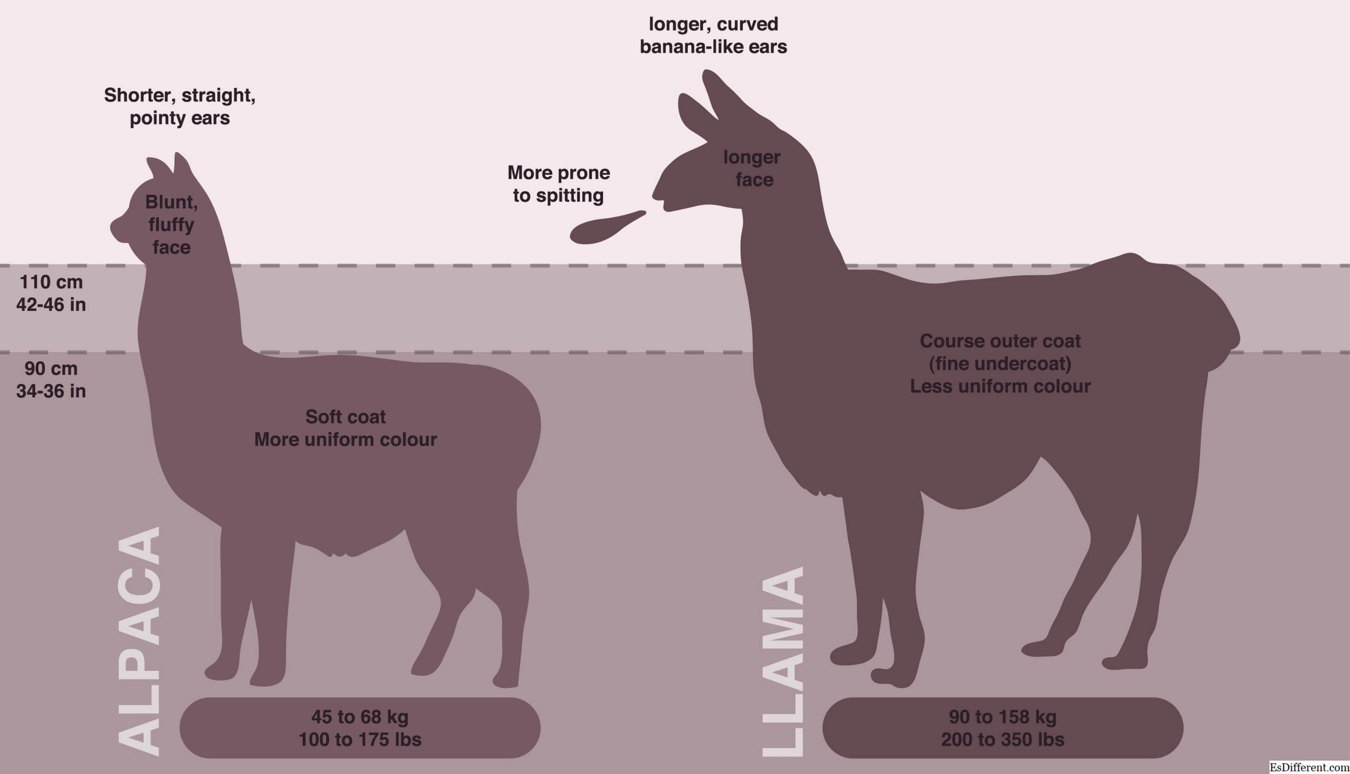 Скороговорка а4 лама. Альпака лама гуанако различия. Разница альпаки и ламы. Разница между лама и альпака. ЯКМ лама отличается от альпаки.