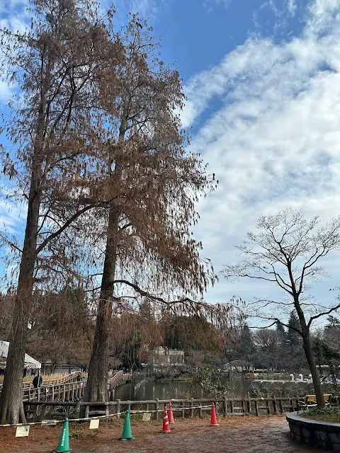 2023年末の井の頭公園の風景