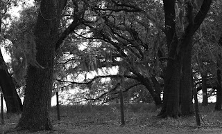 An old fence under some oaks in rural Brooks County, GA