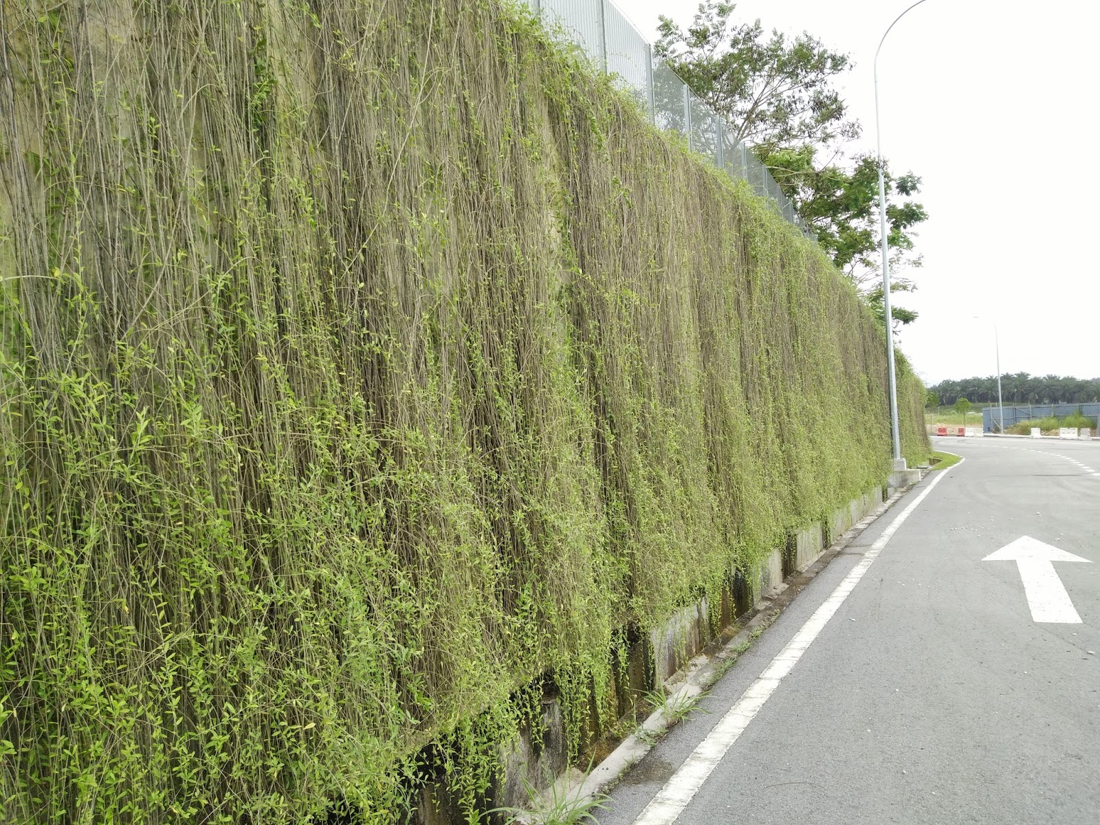 Yes I Love Farming! :D: Vernonia elliptica - The Lee Kuan ...