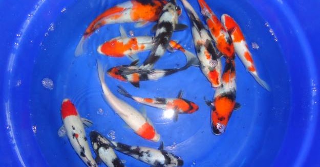 19 Gambar Ikan  Koi Animasi 