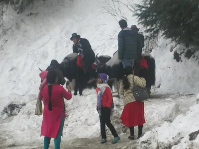 Tourists enjoy yak rides in the snow-covered hills, surrounded by pine trees in a wintry landscape. People are dressed in warm clothes, capturing photos and experiencing local Himalayan culture.