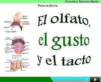 https://cplosangeles.educarex.es/web/edilim/curso_3/cmedio/los_sentidos_3/el_olfato/el_olfato.html