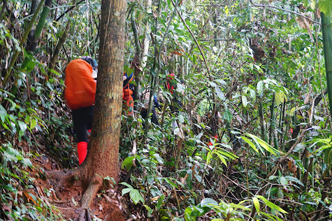 Sometimes you have to walk in the rainforest.