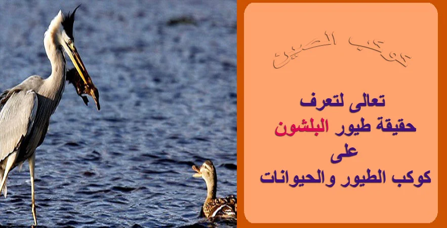 "البالشون" "البلشون" "البلشون الأبيض" "البلشون الاسود" "البلشون الذهبي" "البلشون هو" "البلشون الازرق" "البلشونيات" "البلشون الأبيض الصغير" "طائر البلشون" "البلشون en francais" "heron"  "البالشون" "البلشون" "البلشون الأبيض" "البلشون الاسود" "البلشون الذهبي" "البلشون هو" "البلشون الازرق" "البلشونيات" "البلشون الأبيض الصغير" "طائر البلشون" "البلشون en francais" "البلشون الارجواني" "البلشون الجبار" "البلشون الأبيض الكبير" "البلشون البني" "البلشون الاخضر" "البلشون في المنام" "البلشون الثلجي" "البلشون العظيم" "البلشون الابيض مالك الحزين" "البلشون النمري" "البلشون بالانجليزي" "البلشون معنى" "البلشون انواع" "البلشون الرمادي" "صوت البلشون  "صوت طائر البلشون " "البلشون الأبيض في مصر" "البلشون الأبيض في المنام" "زهرة البلشون الأبيض" "صوت البلشون الأبيض" "طائر البلشون الأبيض" "ماهو البلشون الأبيض" "طيور البلشون الأبيض" "شكل البلشون الأبيض" "أنواع البلشون الأبيض" "ماذا يأكل البلشون الأبيض" "طائر البلشون الاسود" "نظام التزاوج والتكاثر عند طيور البلشون او المالك الحزين" "اسلوب الصيد عند طائر البلشون او المالك الحزين" "بالشون مفترس" "النظام الغذائي لطائر البلشون." "مواصفات طيور البلشون" "انواع طيور البلشون" "ما هي طيور البلشون "