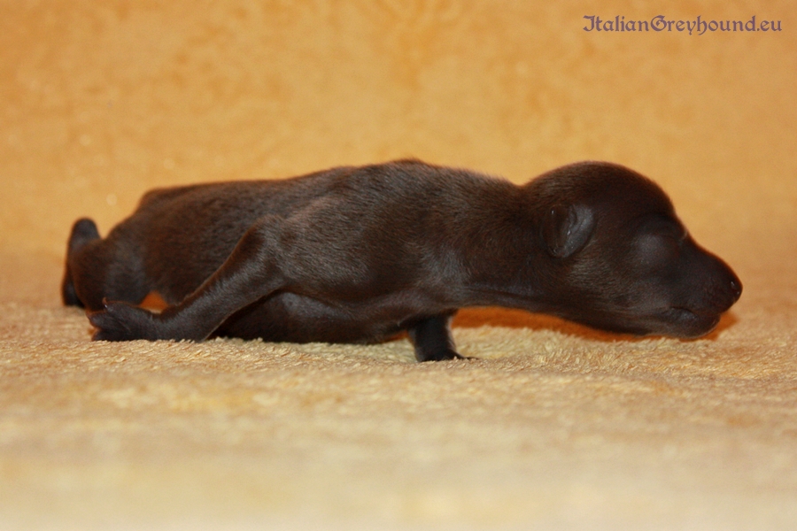 Italian Greyhounds Puppies kennel Stupor Mundi