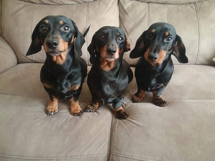 A Teenager Got An Adorable Shot Of His 16 Dachshunds After A Friend Told Him It’s Impossible