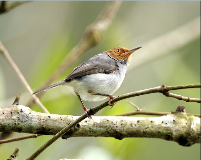 Perenjak / Cinenan - Orthotomus ruficeps