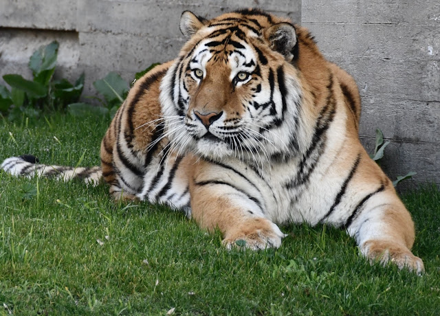 Tigre siberiano