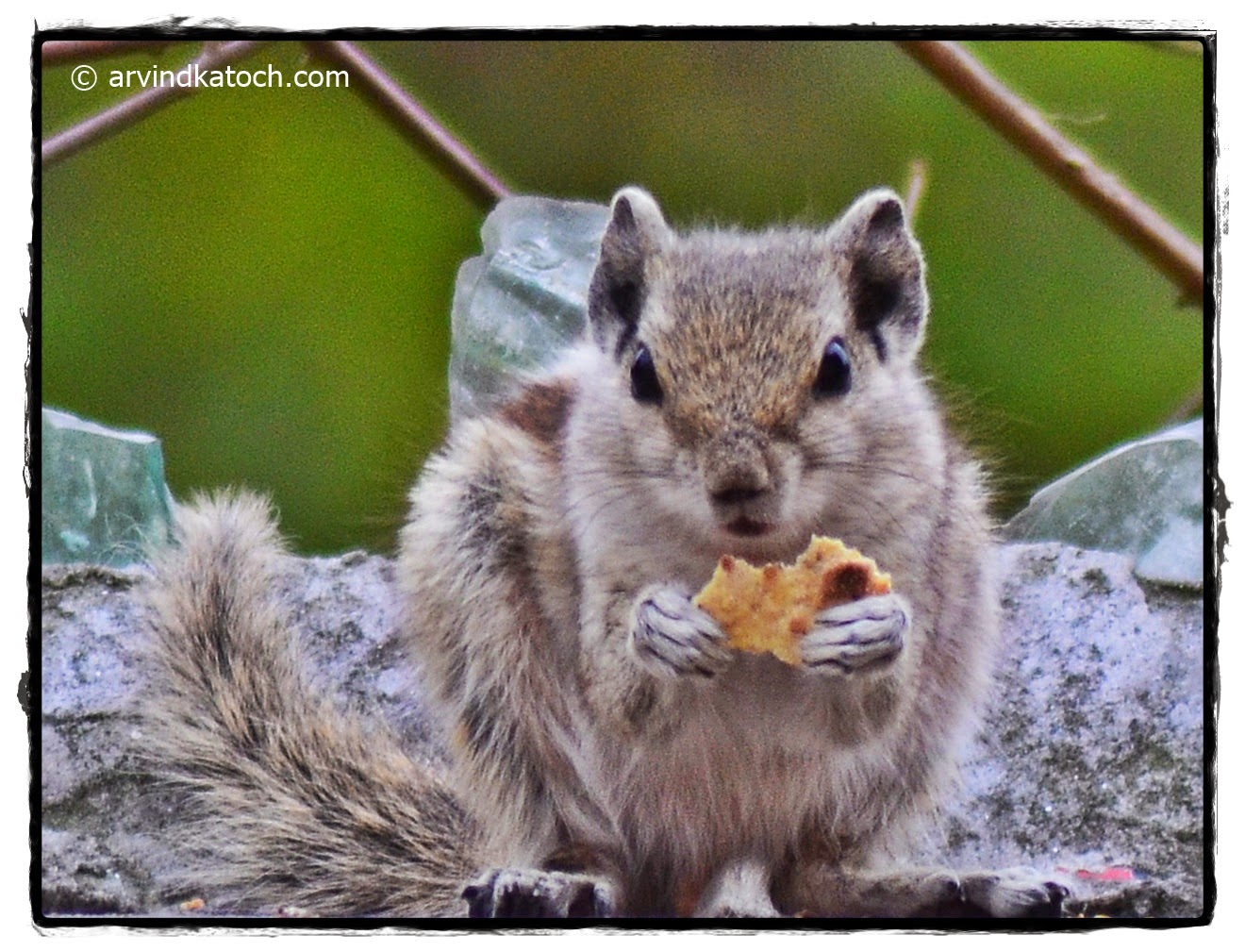 Indian Palm Squirrel,