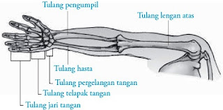 Tulang anggota gerak atas