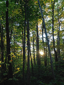La forêt laissant entrevoir le soleil.
