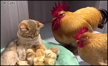Amazing cat GIF • So cute animals and pets, peace and love. Maternal instinct is strong than breeds [ok-cats.com]