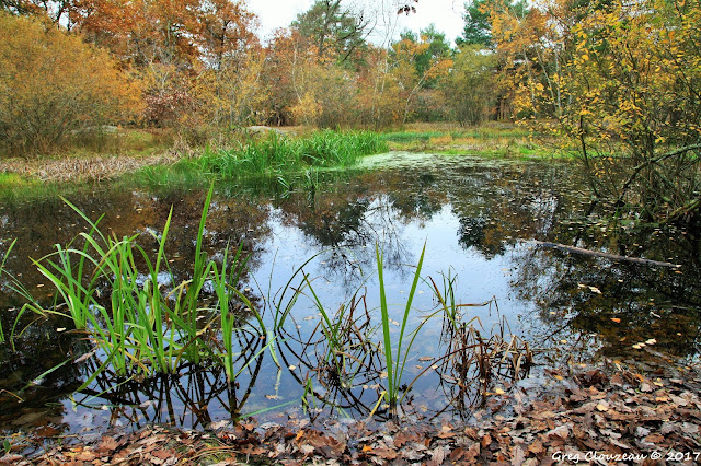 Mare aux fées , Forêt de Fontainebleau, Bourron-Marlotte