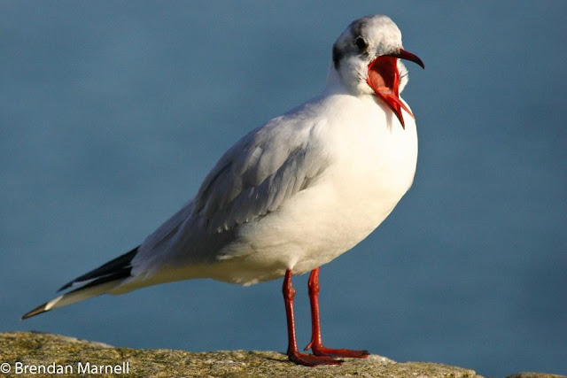 Pacific Gull, Larus pacificus, Belcher's Gull, Larus belcheri, Olrog's Gull, Larus atlanticus Black-tailed Gull, Larus crassirostris ,Heermann's Gull, Larus heermanni,Common Gull or Mew Gull, Larus canus,Ring-billed Gull, Larus delawarensis,California Gull, Larus californicusGreat Black-backed Gull, Larus marinus,Kelp Gull, Larus dominicanus, (called "Southern Black-backed Gull" or "Karoro" in New Zealand),Cape Gull, Larus dominicanus vetula,Glaucous-winged Gull, Larus glaucescens,Western Gull, Larus occidentalis,Yellow-footed Gull, Larus livens,Glaucous Gull, Larus hyperboreus,Iceland Gull, Larus glaucoides,Kumlien's Gull, Larus glaucoides kumlieni Thayer's Gull, Larus thayeri,European Herring Gull, Larus argentatus,Heuglin's Gull, Larus heuglini,American Herring Gull,Larus smithsonianus,Yellow-legged Gull,Larus michahellis,Caspian Gull, Larus cachinnans,East Siberian Herring Gull, Larus vegae,Armenian Gull,Larus armenicus,Slaty-backed Gull,Larus schistisagus,Lesser Black-backed Gull,Larus fuscus,White-eyed Gull,Ichthyaetus leucophthalmus,Sooty Gull,Ichthyaetus hemprichii,Great Black-headed Gull,Ichthyaetus ichthyaetus,Audouin's Gull, Ichthyaetus audouinii,Mediterranean Gull, Ichthyaetus melanocephalus,Relict Gull, Ichthyaetus relictus,Dolphin Gull, Leucophaeus scoresbii,Laughing Gull, Leucophaeus atricilla,Franklin's Gull, Leucophaeus pipixcan,Lava Gull, Leucophaeus fuliginosus,Gray Gull, Leucophaeus modestus,Silver Gull, Chroicocephalus novaehollandiae,Red-billed Gull, Chroicocephalus scopulinus,Hartlaub's Gull, Chroicocephalus hartlaubii,  Brown-hooded Gull, Chroicocephalus maculipennis,Gray-hooded Gull, Chroicocephalus cirrocephalus,Andean Gull, Chroicocephalus serranus,Black-billed Gull, Chroicocephalus bulleri,Brown-headed Gull, Chroicocephalus brunnicephalus,Black-headed Gull, Chroicocephalus ridibundus,Slender-billed Gull, Chroicocephalus genei,Bonaparte's Gull, Chroicocephalus philadelphia,