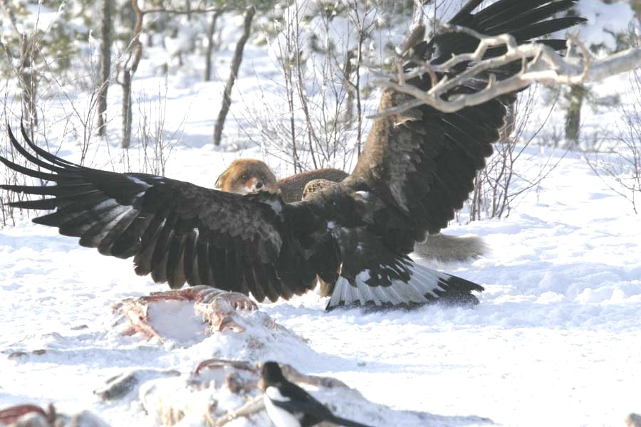 golden eagle bird. Golden Eagle vs. Fox