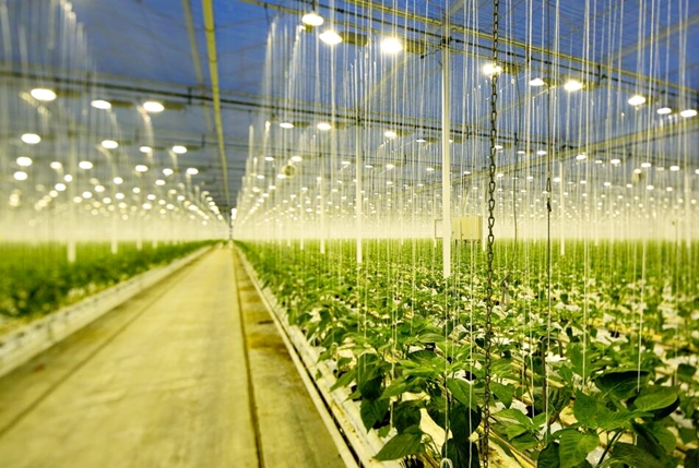 LED da OSRAM revoluciona mercado agro conquistando mundo da horticultura