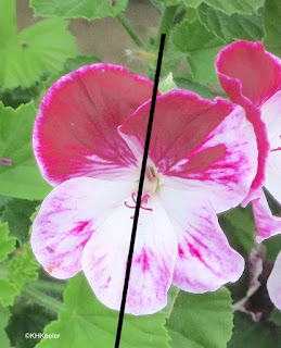 geranium, genus Pelargonium