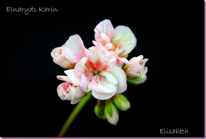 pelargonium 004