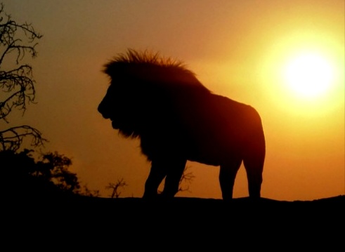 Gambar Singa Keren Keren | Kumpulan Gambar