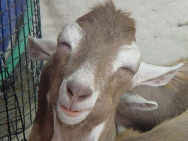 Funny Animals: Funny Goat Photos
