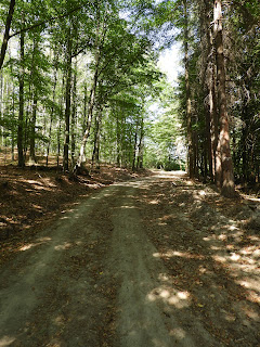 Két rét (Gerendás- és Cserliszka-rét) között az erdőben