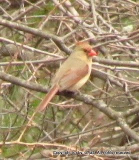 Northern Cardinals