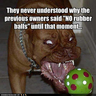 Dog Funny Picture