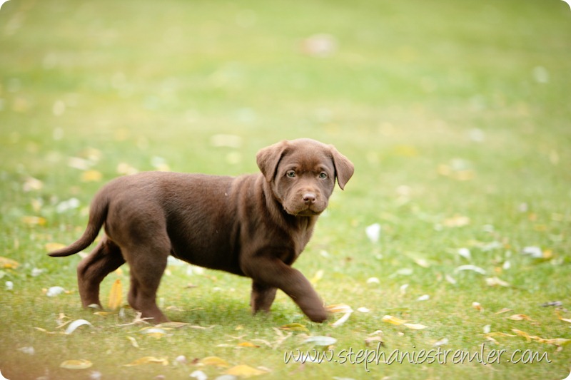 Lynden-Pet-Photographer-Chocolate-Lab-Puppies-102