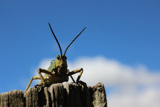 Creationists make claims and have models about the Genesis Flood. Mt. St. Helens is an excellent model for post-Flood recovery. Here, we consider arthropods, such as this grasshopper.