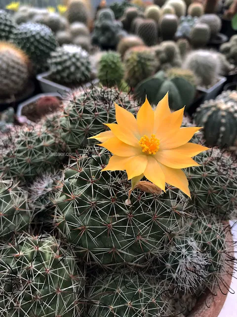 กระบองเพชร แมมหนามตะขอดำ (Mammillaria beneckei) แคคตัส