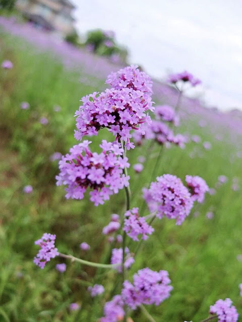 桃園觀音景點 | 青林農場．紫色馬鞭草花 - 花田迷宮、親子小火車/自採乾燥花DIY，簡餐或烤肉趴任你選-taoyuantravel-farm-chinglin24