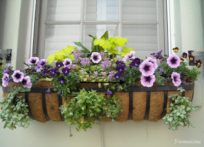 Растения в ящике снаружи окна улучшают вид из окна