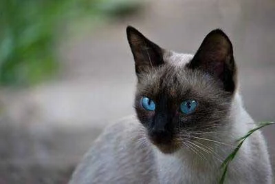 hypoallergenic cat breeds