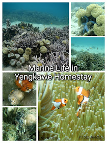 Marine Life in the front waters of Yengkawe homestay