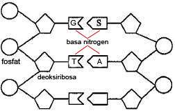 Penyusun nukleotida DNA: fosfat, gula deoksiribosa, dan basa nitrogen