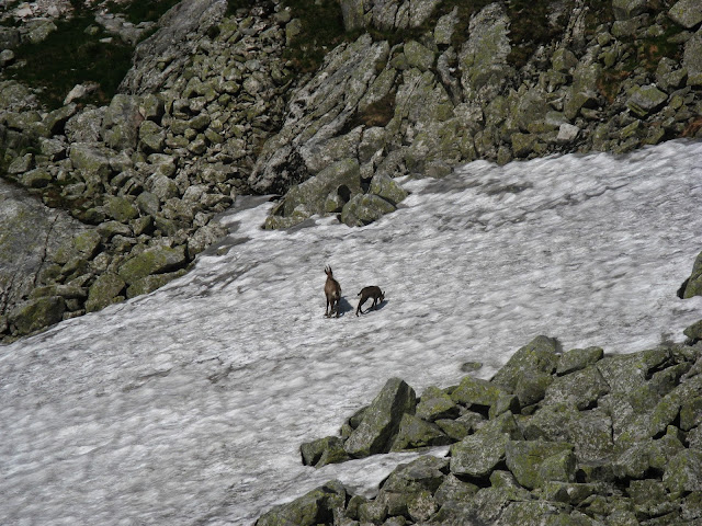 Chamois Orla Perc, Tatra Mountains, Zakopane.