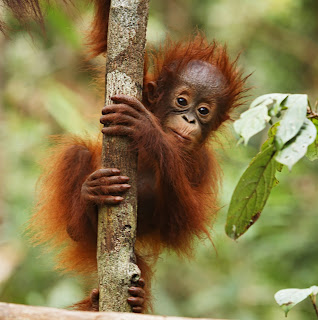 orangutan child